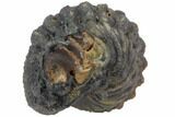 Bumpy Enrolled Morocops (Phacops) Trilobite #86422-2